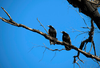 Australian Magpies (Gymnorhina tibicen)