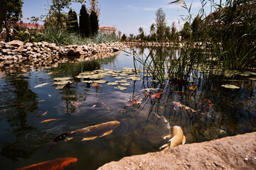 river with fish