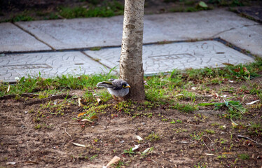 Australian Noisy Miner (Manorina melanocephala)