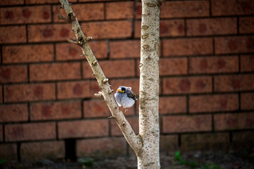 Australian Noisy Miner (Manorina melanocephala)