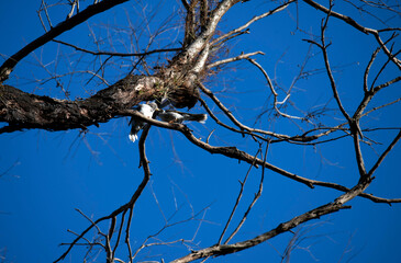 Australian Noisy Miner (Manorina melanocephala)