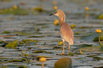 Squacco Heron - Ardeola ralloides walking on water lilies. Dark background, Photo from Danube Delta in Romania. Copy space on left side.
