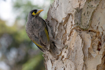 Australian Noisy Miner (Manorina melanocephala)