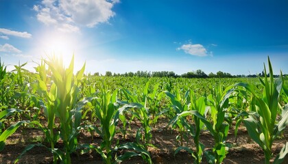 Fototapeta premium cornfield under a bright blue sky with sunlight filtering through the leaves