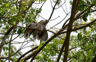 Australian Noisy Miner (Manorina melanocephala)