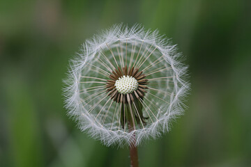 Fototapeta premium Dandelion flower seeds macro photo nature photography spring bloom floral botany botanical close up 100