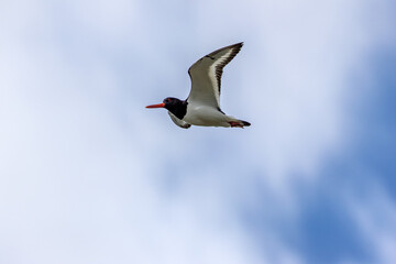 European Oystercatcher (Haematopus ostralegus) commonly found on European coasts