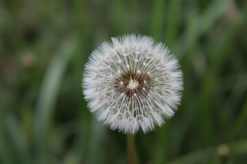 Obraz premium Close up of a dandelion seed head in a field of green grass nature photography for background images