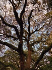 Savannah, Georgia