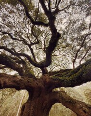 Angel Oak Tree
