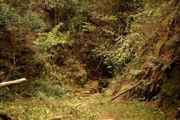 緑豊かな森の中の静かな登山道