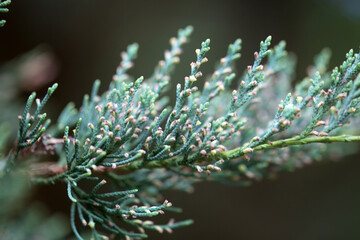 Branches and foliage of an eastern redcedar, Juniperus virginiana