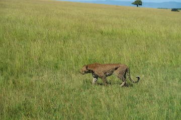 Leopard Running Through Grass In Maasai Mara Kenya