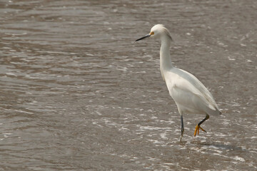 Great egret or eastern egret, on the seashore looking for food in the sand on a winter afternoon