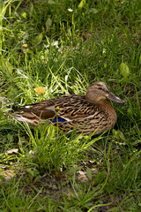 duck is lying in the grass. The wild bird is brown with a black beak. The grass is green, and the duck is lying on it. animals in the park or on the lake, zoo, bird sanctuary.