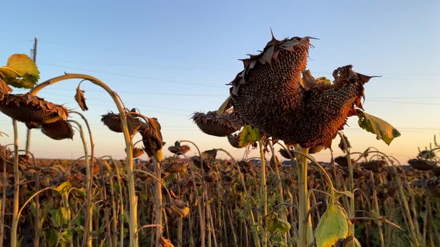 Sunflowers grown with natural fertilizers are ripe. Slow-motion video: wind moves dried stems, sunset, natural fertilizers. Concept: oil from sunflowers grown with natural fertilizers - healthy food