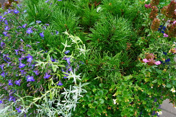 Beautiful mix of vibrant flowers and lush greenery in a garden bed during a sunny afternoon in spring
