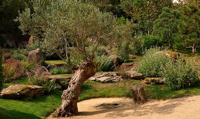 Olea europaea tree is the European olive an evergreen tree Waterford Ireland
