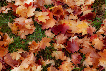 Close-up top view of autumn maple leaves - gold, orange and crimson - creating a vibrant mosaic on green grass. Soft daylight enhances colors. Moscow, Russia.

