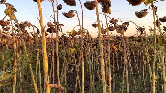 Stems of ripened sunflowers, agronomy. Cinematic video: wind sways dried stems of sunflowers, agronomy Concept: agronomy allows farmers to grow plants to produce healthy organic food and raw materials