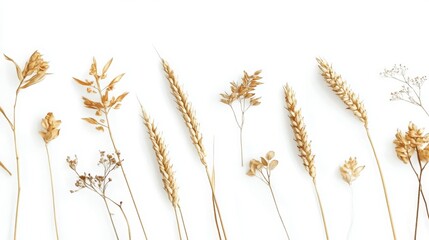 Fototapeta premium Wheat ears laid out on white--ideal for packaging design.