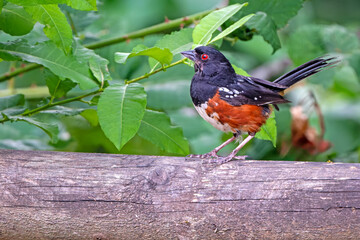 Spotted Towhee on fence post with background foliage
