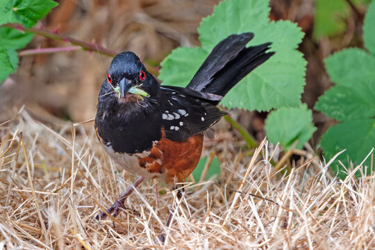 Spotted Towhee with grasshopper in its beak