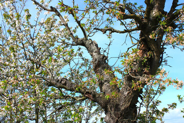 Flowering Tree in the Spring in Germany
