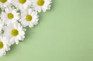 Chamomile flowers on green background. Floral banner. Hello summer concept. Selective focus and copy space