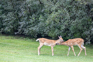 Close up view of a pair of twin white-tailed deer fawns standing on a grass lawn along a hedge, grooming each other