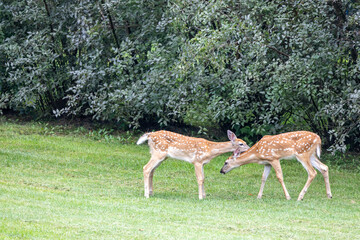 Close up view of a pair of twin white-tailed deer fawns standing on a grass lawn along a hedge, grooming each other