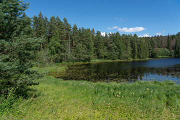 lake in the forest © talavietis