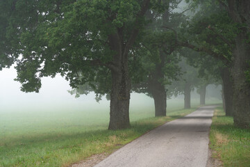 road through an alley of trees on a foggy morning