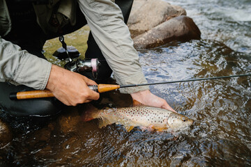 Fisherman releasing brown trout back into river after catching it