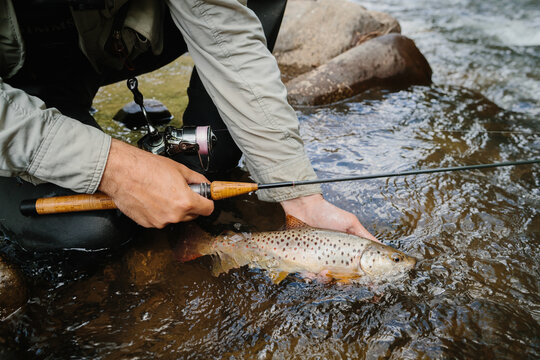 Fisherman releasing brown trout back into river after catching it
