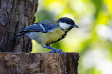 great tit parus major