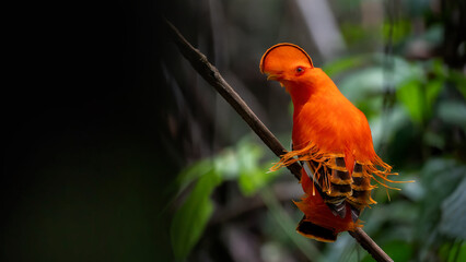 Galo-da-serra da Amazônia
