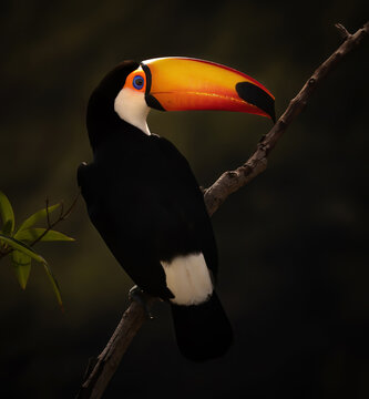 Tucanu&ccedil;u