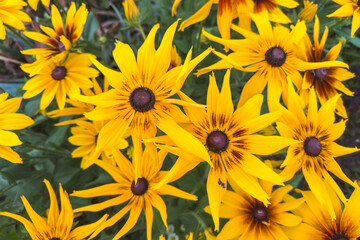 A field of vibrant Rudbeckia hirta flowers displays striking yellow petals with dark central cones.
