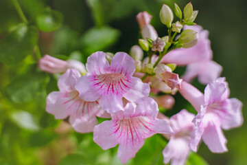 Pink trumpet flowers blooming in sunlight