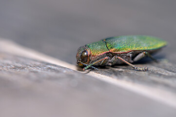 Jewel Beetle Macro on Wooden Surface (Buprestidae)