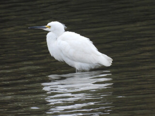 Snowy egret, wading within the wetland waters, of the Bombay Hook National Wildlife Refuge, Kent County, Delaware.   