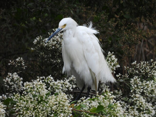 A snowy egret, perched in a groundsel tree, within the wetlands of the Bombay Hook National Wildlife Refuge, Kent County, Delaware.   