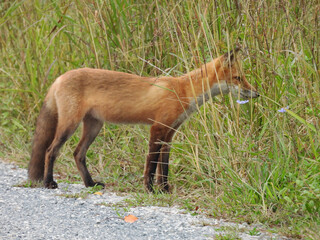 A red fox hunting for prey, within the wetland vegetation. Bombay Hook National Wildlife Refuge, Kent County, Delaware.