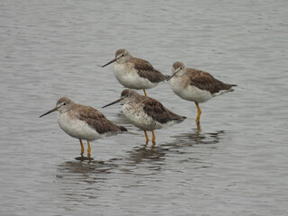 Shorebirds, greater yellowlegs, standing within the shallow, wetland waters of the Bombay Hook National Wildlife Refuge, Kent County, Delaware.    