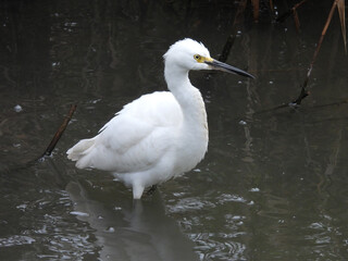 Snowy egret, wading within the wetland waters, of the Bombay Hook National Wildlife Refuge, Kent County, Delaware.   