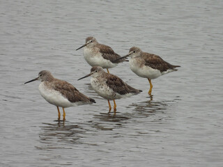 Shorebirds, greater yellowlegs, standing within the shallow, wetland waters of the Bombay Hook National Wildlife Refuge, Kent County, Delaware.    
