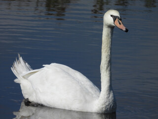 Mute swan, swimming within the wetland waters, of the Bombay Hook National Wildlife Refuge, Kent County, Delaware.    