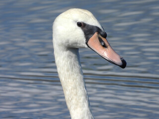The portrait of a mute swan living within the Bombay Hook National Wildlife Refuge, Kent County, Delaware.  