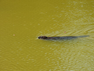 Obraz premium A beaver swimming within the wetland waters of the Bombay Hook National Wildlife Refuge, Kent County, Delaware. 